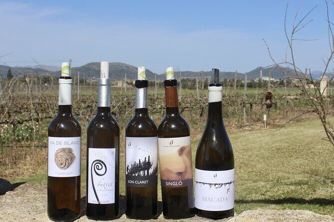 Alcudia Winecellar Tour with Vineyard Visit, Tasting of 5 Wines - Inside the cellars with wine expert Marga
