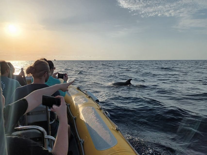 Can Picafort: Dolphin Watching Boat Tour with Swimming - Quick, practical take: the real decision point