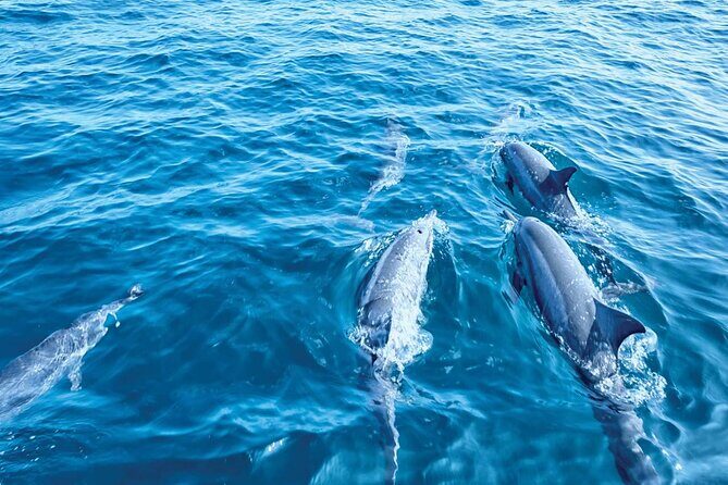 Dolphin Watching in Mallorca (Paguera) - Cala Fornells and the southwest-coast cruise views