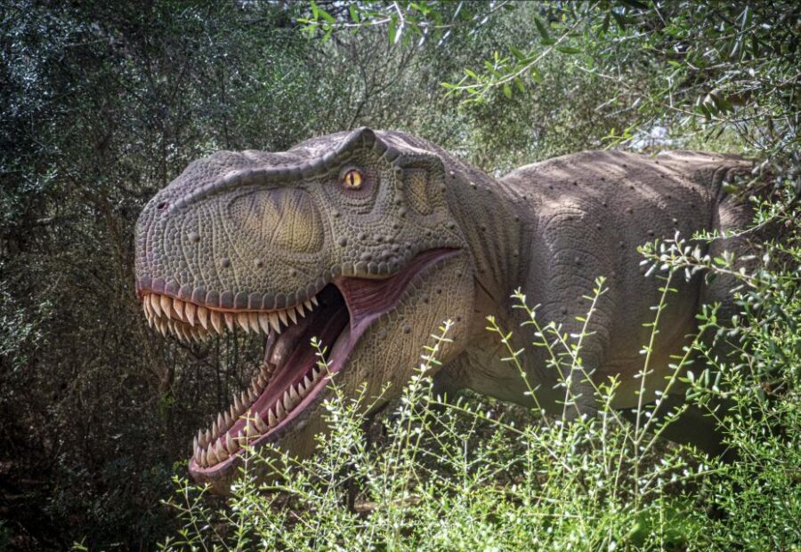From Alcúdia: Dinosaurland and Hams' Caves Half-Day Trip - From Alcúdia by coach: the pacing and what it means