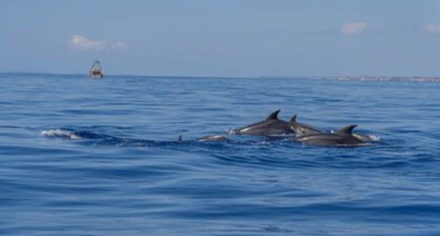From Can Picafort: Dolphin Watching and Cave Boat Trip - Logistics That Actually Matter: Where to Meet and What to Bring