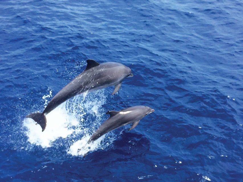 From Palma: 3-Hour Morning Dolphin Watching Boat Tour - Carpe Diem from Palma: what 3 hours feels like
