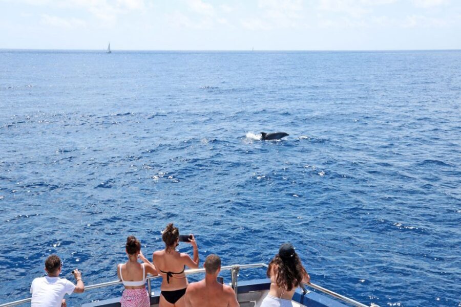 Mallorca: 2-Hour Dolphin Watching Cruise & Glass-Bottom Boat - Key points before you go