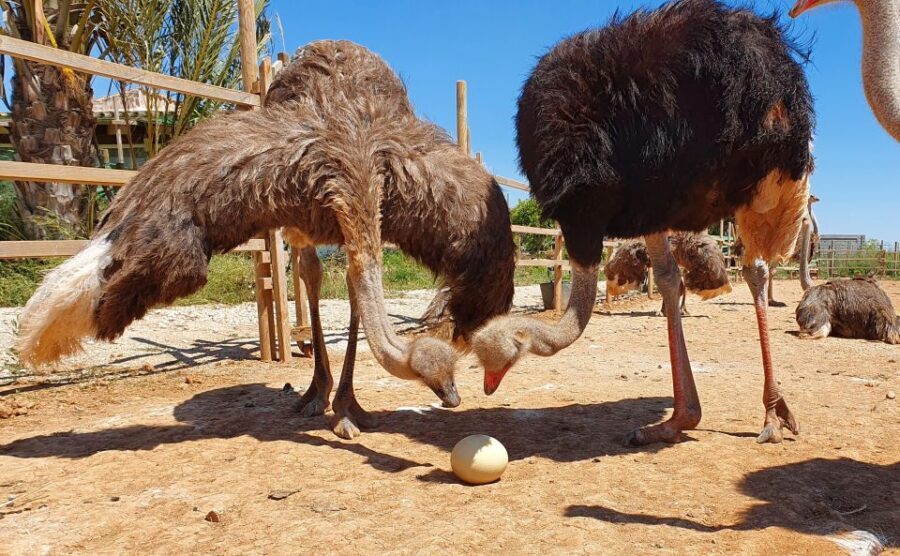 Mallorca: Artestruz - Ostrich Farm Ticket Entrance - Language Help: Audio Guides and Multiple Host Languages