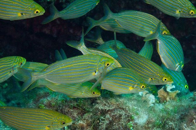 Mallorca: Discover Scuba Diving from the beach - Price and what you actually get for $130