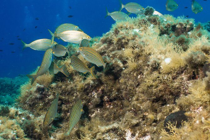 Mallorca: Discover Scuba Diving from the boat - Who should book this intro scuba-from-a-boat experience