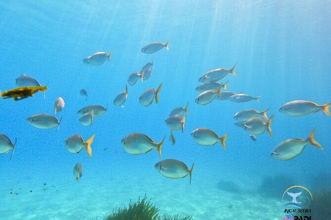 Mallorca PRIVATE Reservation<em>Scuba dive + photo/video – Where you go from Palma: shore-based and close to town’ /><br />
This session runs from Palma area, with dive locations about <strong>15 minutes by car from Palma city</strong>. The exact underwater site can vary, but the overall location strategy is consistent: you’re not traveling far for a long day.</p>
<p><p>That matters if you’re planning Mallorca around beaches and dinners. This setup gives you time efficiency. You can fit it into a travel day without losing half your day to transfers.</p>
</p>
<h2 id="price-math-the-29-96-booking-vs-the-real-on-site-fee">Price math: the $29.96 booking vs. the real on-site fee</h2>
<p><img src=