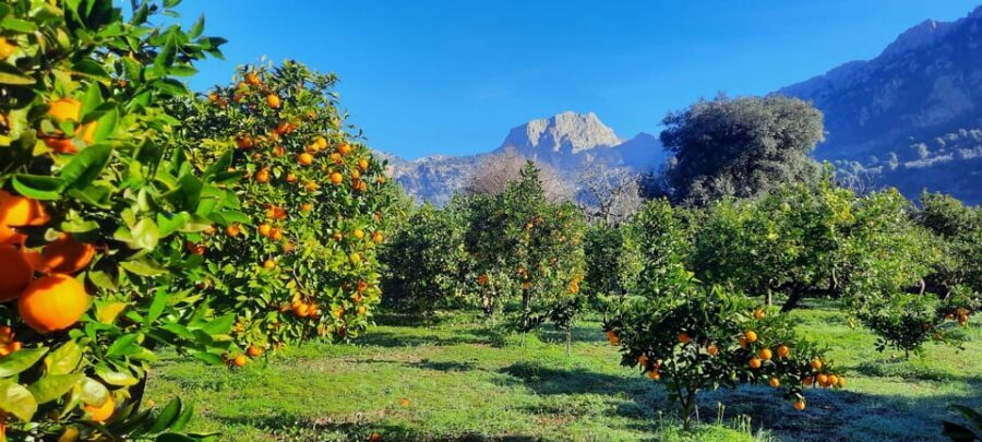 Mallorca: West Coast & Orange Valley Minbustour GERMAN GUIDE - Deià and the Tramuntana drive: artist village vibe with viewpoint time