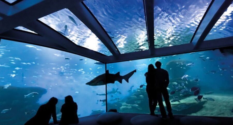 Palma de Mallorca: Shark Dive at Palma Aquarium - Who This Works For (and Who Should Skip It)