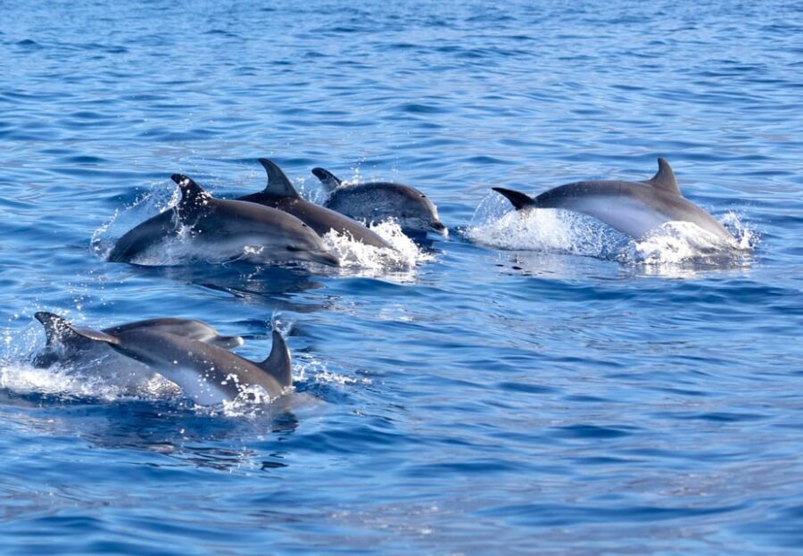 Pollença: Dolphin Watching Boat Excursion - Dolphin Watching in the Wild: Distance, Timing, and Spotting Tips