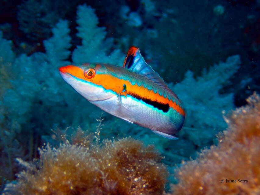 Port de Sóller: Snorkeling Tour with Professional Guide - Key things I’d focus on before you go