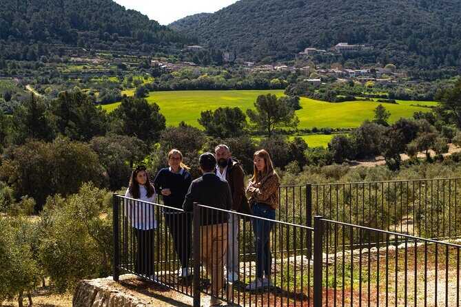 Tour to olive grove and olive mill, oil tasting and snack - Walking the olive trees: what you’ll learn before you taste